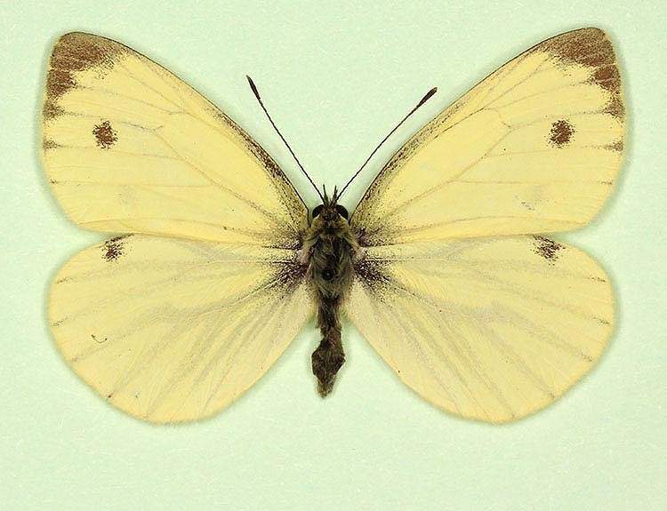 Pieris napi male (aberrant form sulphurea 2) (Internet Image property of respective owner, non-commercial use only)